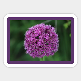 Small purple flowers rose Sticker